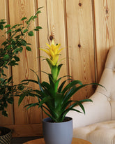 نبات قوزمينيا بزهور صفراء حوض سيراميك رمادي داكن